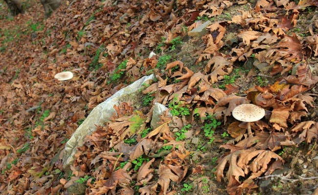 μανιτάρια_ικαρία002