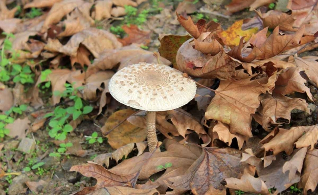 μανιτάρια_ικαρία001