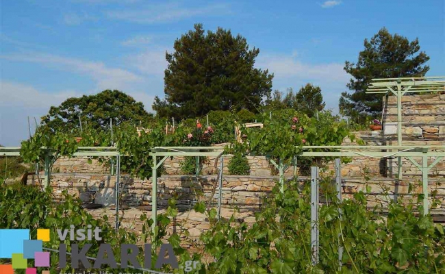 afianes_winery1