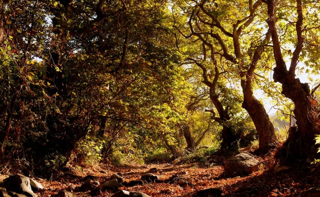 forest_Ikaria