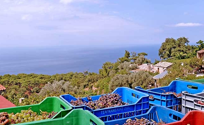 Grape harvest harvest_ikaria