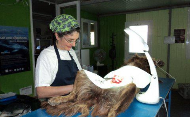 sterilization-program-ikaria