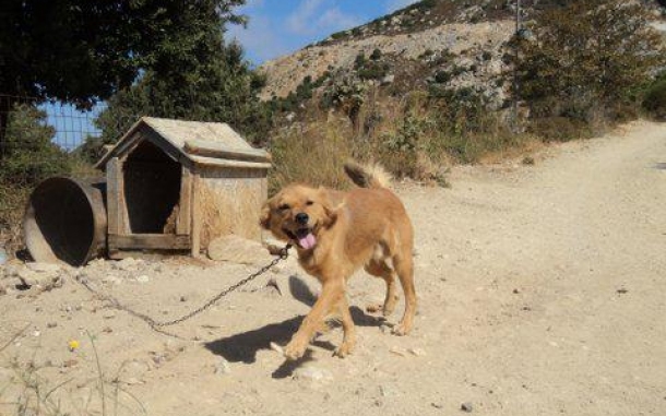 barrel-dog-ikaria